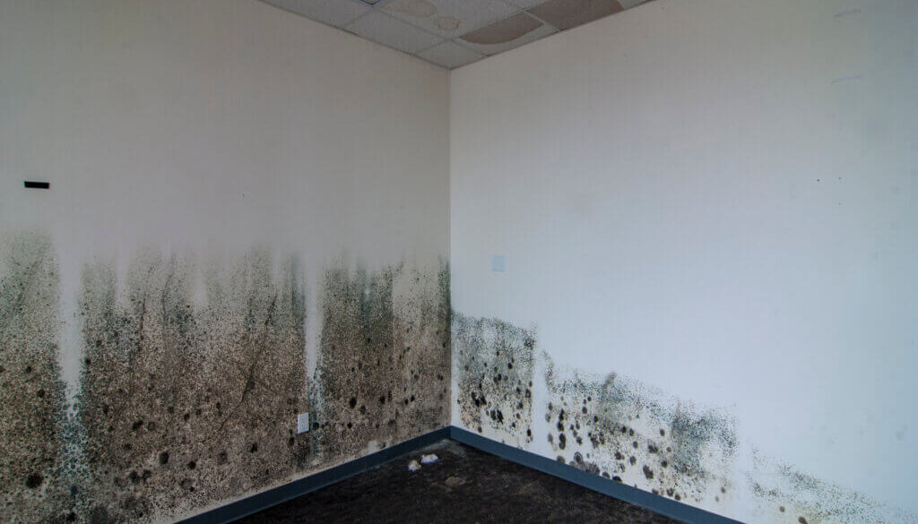 Office walls in need of commercial mold remediation.
