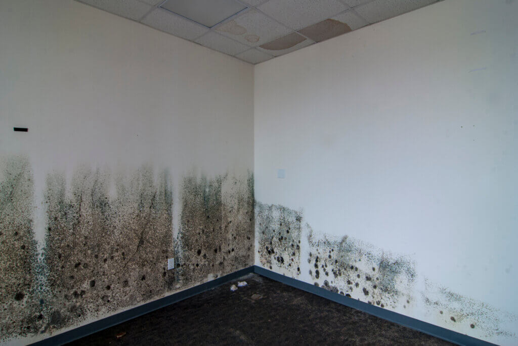 Office walls in need of commercial mold remediation.